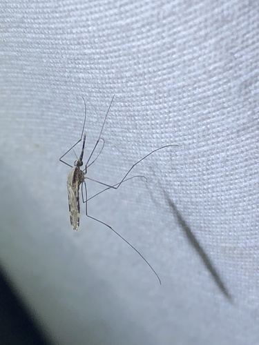 Anopheles pseudopunctipennis photo 2