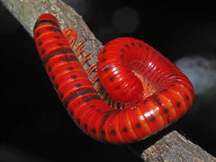 Centrobolus anulatus