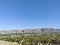 Yucca rigida