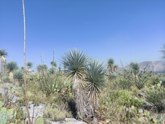 Yucca rigida