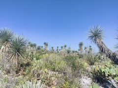 Yucca rigida