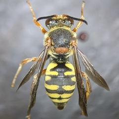 Triepeolus intrepidus