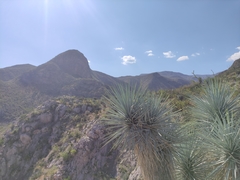 Yucca rigida