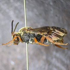 Triepeolus intrepidus