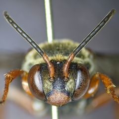 Triepeolus intrepidus