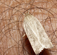 Gonioterma mistrella