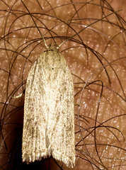 Gonioterma mistrella