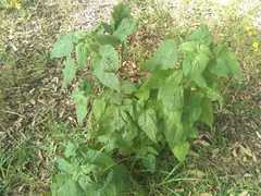 Brickellia veronicifolia