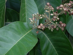 Simira salvadorensis