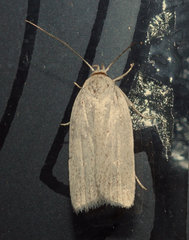 Gonioterma mistrella