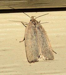 Gonioterma mistrella