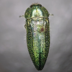 Acmaeodera resplendens