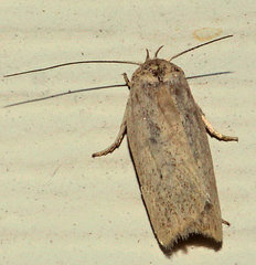 Gonioterma mistrella