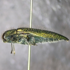 Acmaeodera resplendens