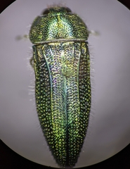 Acmaeodera resplendens