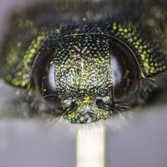 Acmaeodera resplendens