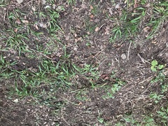 Paspalum langei