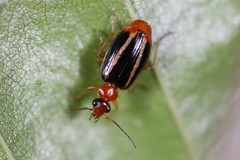 Lebia solea