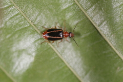 Lebia solea