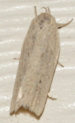 Gonioterma mistrella