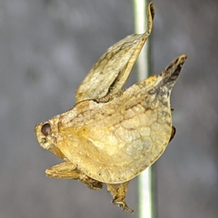 Mistharnophantia