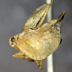 Mistharnophantia