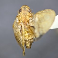 Mistharnophantia