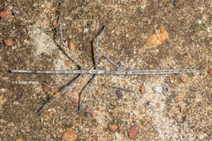 Hyrtacus tuberculatus