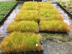 Pilularia globulifera