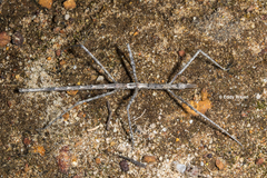 Hyrtacus tuberculatus