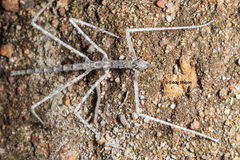 Hyrtacus tuberculatus