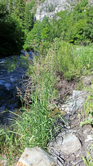 Phalaris arundinacea arundinacea