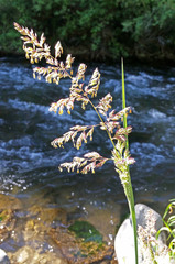 Phalaris arundinacea arundinacea