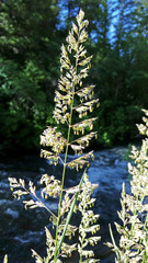 Phalaris arundinacea arundinacea
