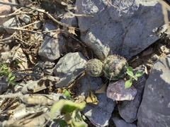 Coryphantha durangensis cuencamensis