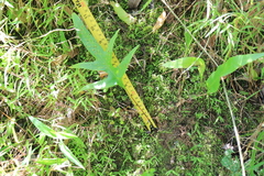 Microsorum scolopendria