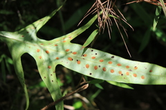 Microsorum scolopendria