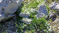 Phlox pulvinata