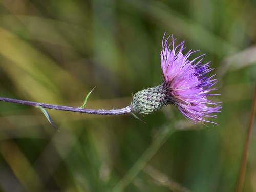 Virginia thistle (Cirsium virginianum)