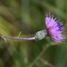 Virginia Thistle - Photo (c) Sharleen, some rights reserved (CC BY-NC), uploaded by Sharleen