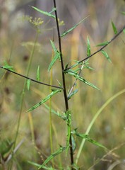 Cirsium virginianum