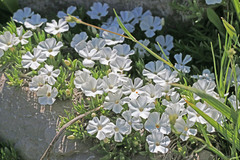 Phlox pulvinata