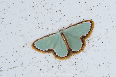 Comostola turgescens