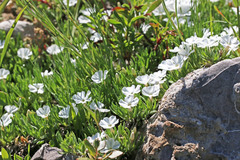 Phlox pulvinata