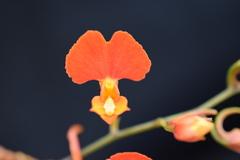Comparettia coccinea