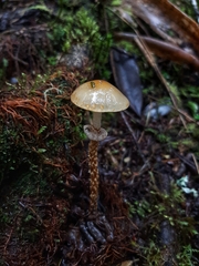 Leratiomyces squamosus squamosus