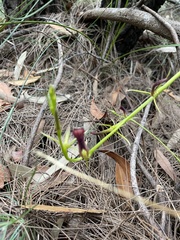 Cryptostylis hunteriana
