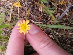 Microseris bigelovii