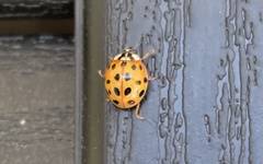 Harmonia axyridis