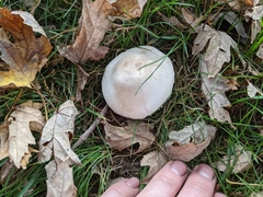 Agaricus